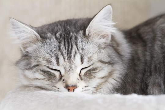 Activity and Sleep in Cats