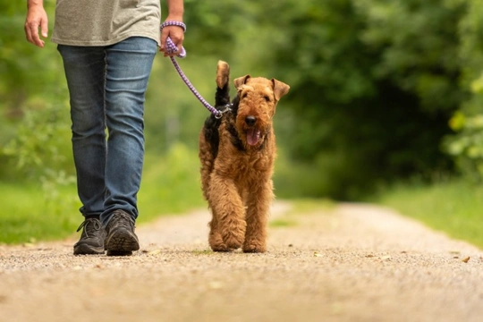 Why you sometimes need to walk each dog alone if you own more than one dog