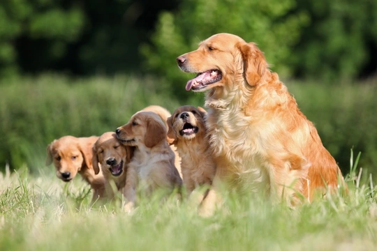 Premature delivery in pregnant dogs