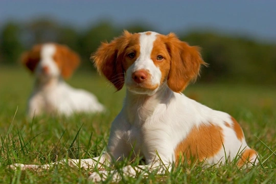 Spinal Muscular Atrophy in Brittany Spaniels