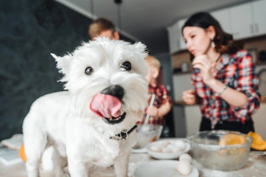 Did you know that raw dough is dangerous to dogs? Here’s why
