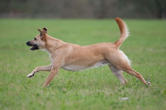 How to manage chasing and poor recall in your dog