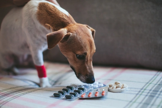 Můžu psovi dát ibuprofen?