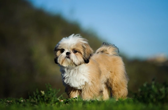 Getting a shih tzu 2024 puppy