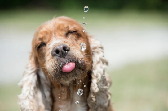 How would you tell if your dog was dehydrated?