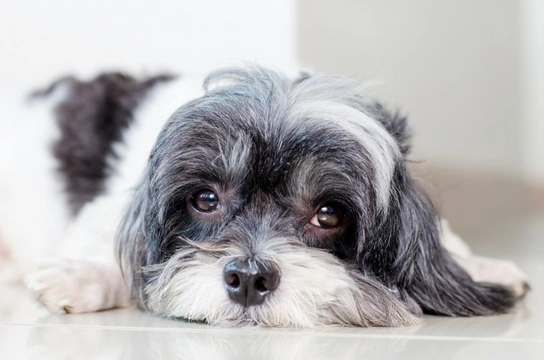 How neutering your male dog can increase their lifespan