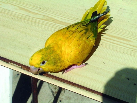 Aratinga guarouba (Guarouba guarouba)