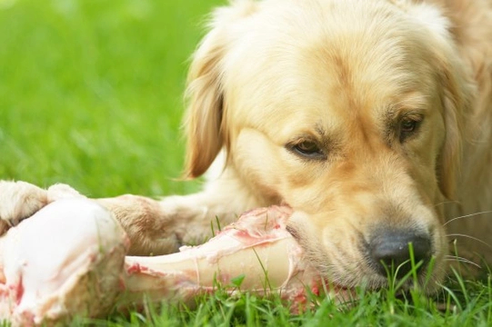 Is it ok to feed bones to dogs?