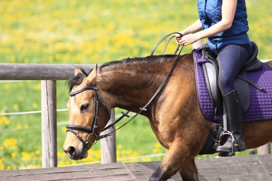 Finding the right horse riding instructor
