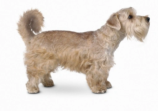 What is a sporting Lucas terrier?
