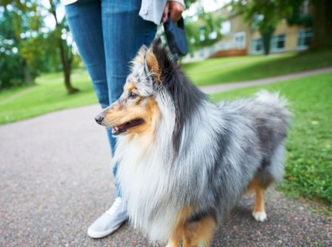Should the UK reintroduce compulsory dog licenses?