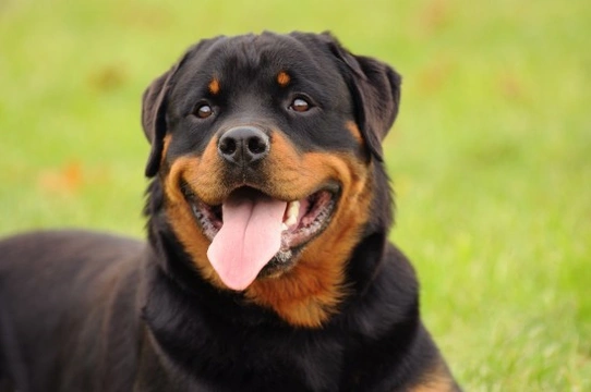 The pros and cons of keeping a Rottweiler as a pet