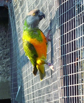 Papoušek senegalský (Poicephalus senegalus) – Je snadné jej odchovat?