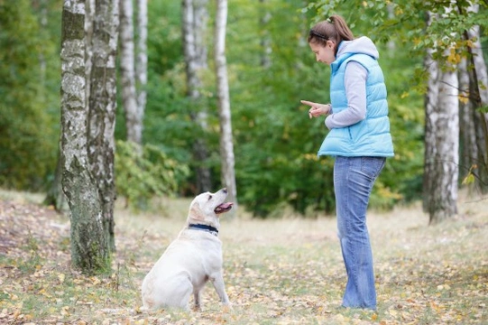 Addressing learned irrelevance when training the dog