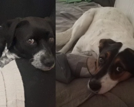 Adozioni cani: Ettore e Stella, una coppia da amare