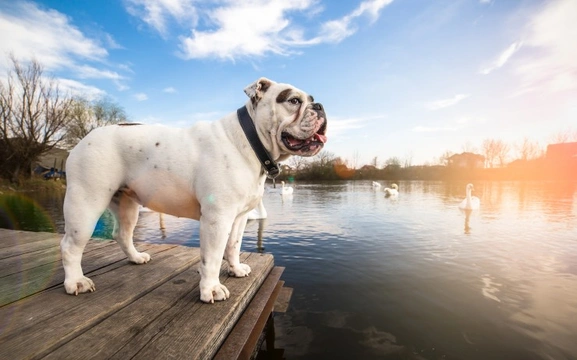 Exercising your English bulldog safely during the summer