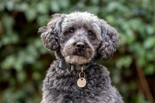 All about the Schnoodle dog