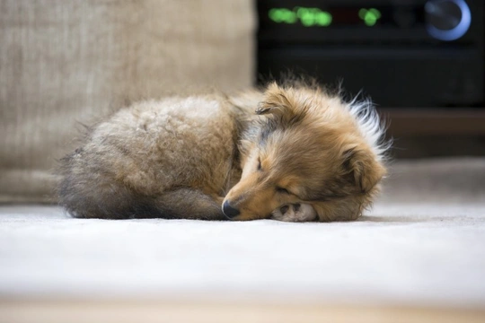 Understanding Your Dog's Sleeping Habits