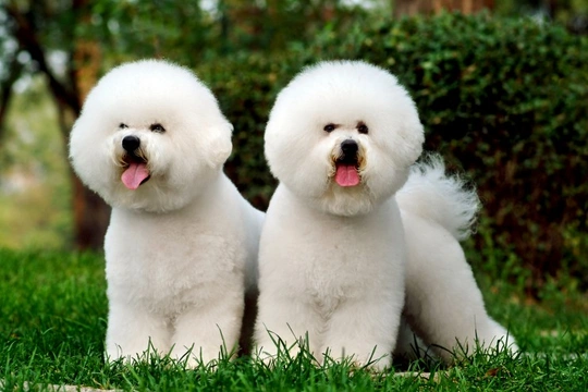 Bichon frise sales coat care