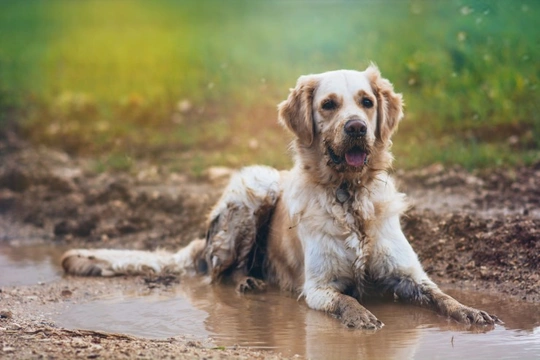 Why do wet dogs smell so much worse than dry dogs?