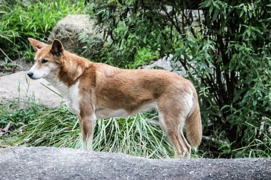 Dingo, el perro salvaje de Australia