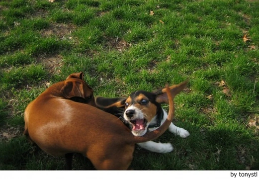 La cola del perro: movimientos, significados, e importancia