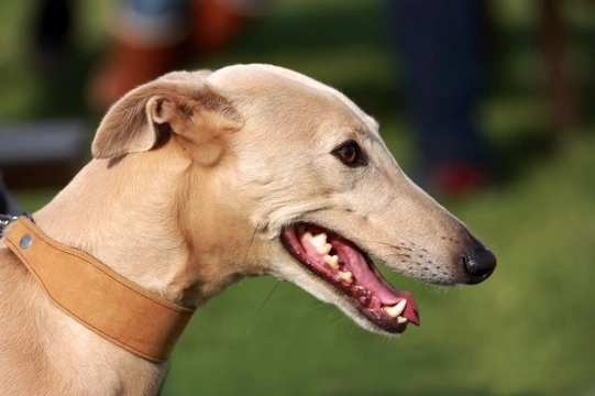 A lurcher hot sale dog