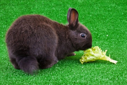 Diet Requirements and Feeding of Rabbits