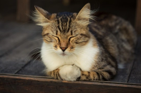 10 Calming Tips for Anxious Cats