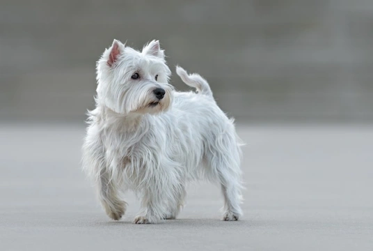 What are the UK’s most popular terrier breeds?