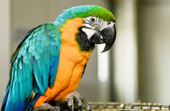 Parrots - The Long Term Commitment