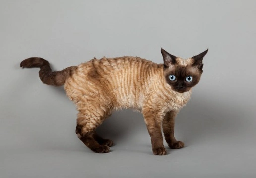 Miniature store hypoallergenic cats