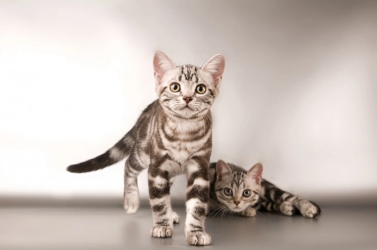 Should You Get a Moggy or a Pedigree Cat?