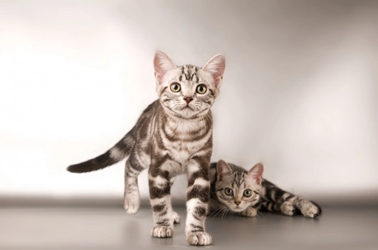 Types of hot sale moggy cats