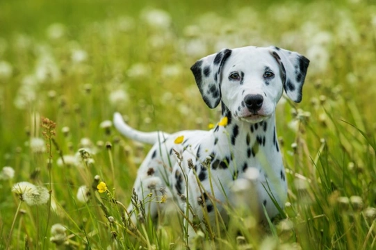 Deafness in Dalmatians is on the decline
