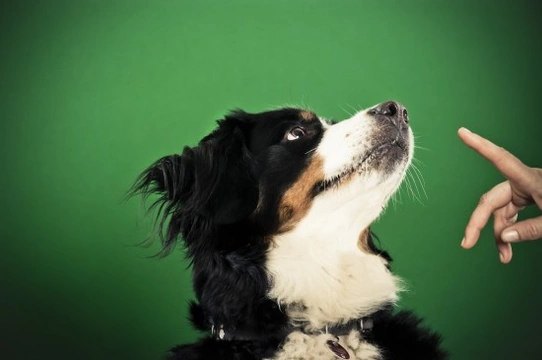 Understanding the 3 Popular Dog Training Methods