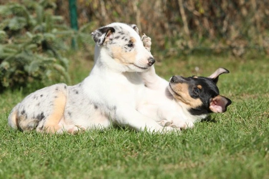 Can you tell the difference between normal play and aggressive play in dogs?