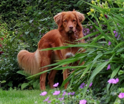 Los perros con jardín en casa, ¿necesitan salir a pasear?