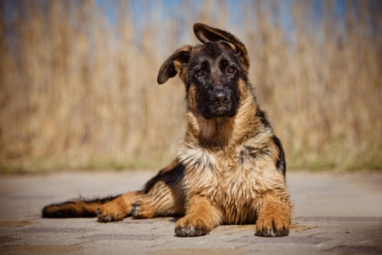 When will a german store shepherd ears stand up