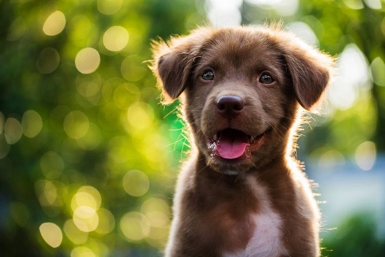 When should a dog breeder accept the return of a puppy?