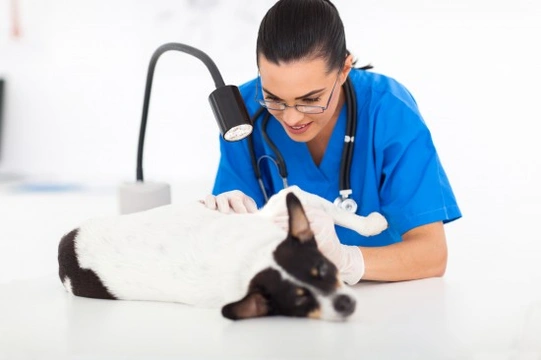Spotting and Understanding Melanoma in Cats and Dogs
