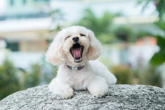 What is a Shihpoo dog?