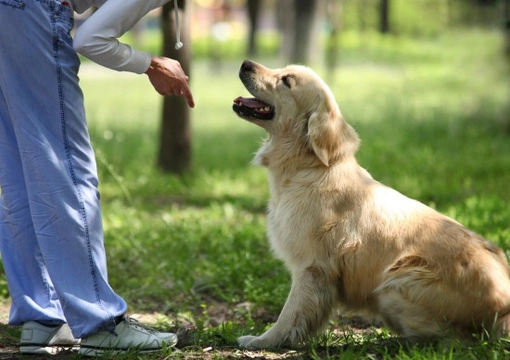Positive and negative reinforcement dog training