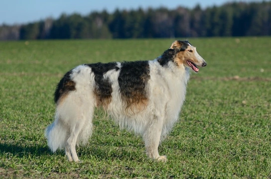 Learning more about the Borzoi dog breed