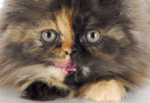 Tortoiseshell kittens for adoption best sale near me