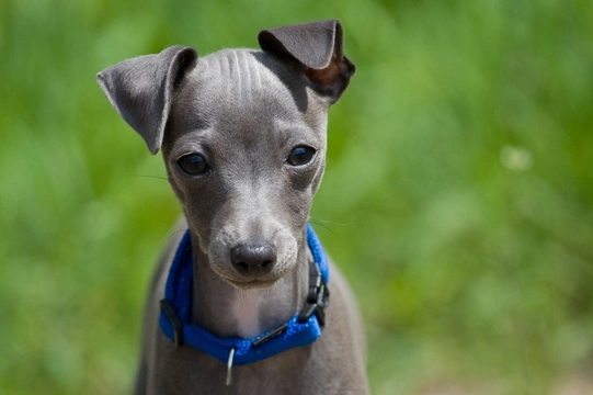 10 things you need to know about the Italian greyhound before you buy one