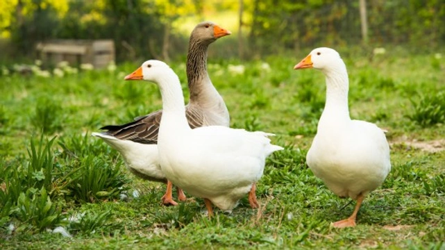 How and When to Pair Ganders and Geese