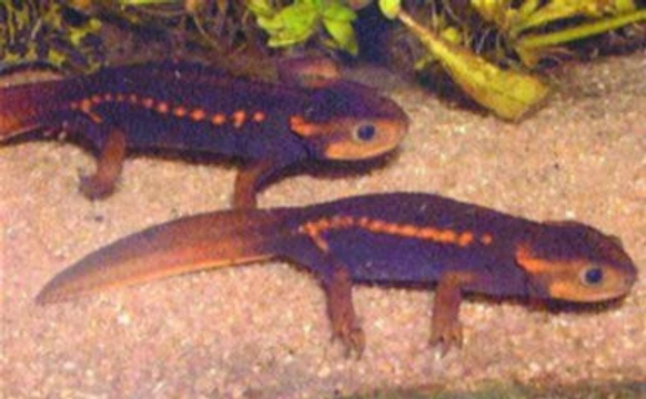 Chov obojživelníků: Axolotlovití