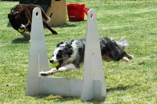Canine Flyball for beginners