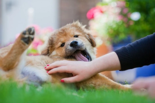 The importance of companionship and quality time for dogs